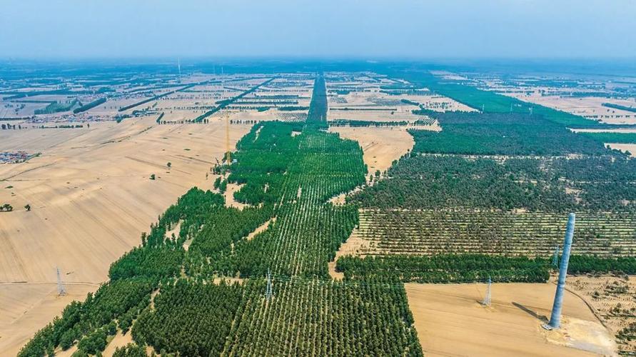 工业园区成林防护林实景图