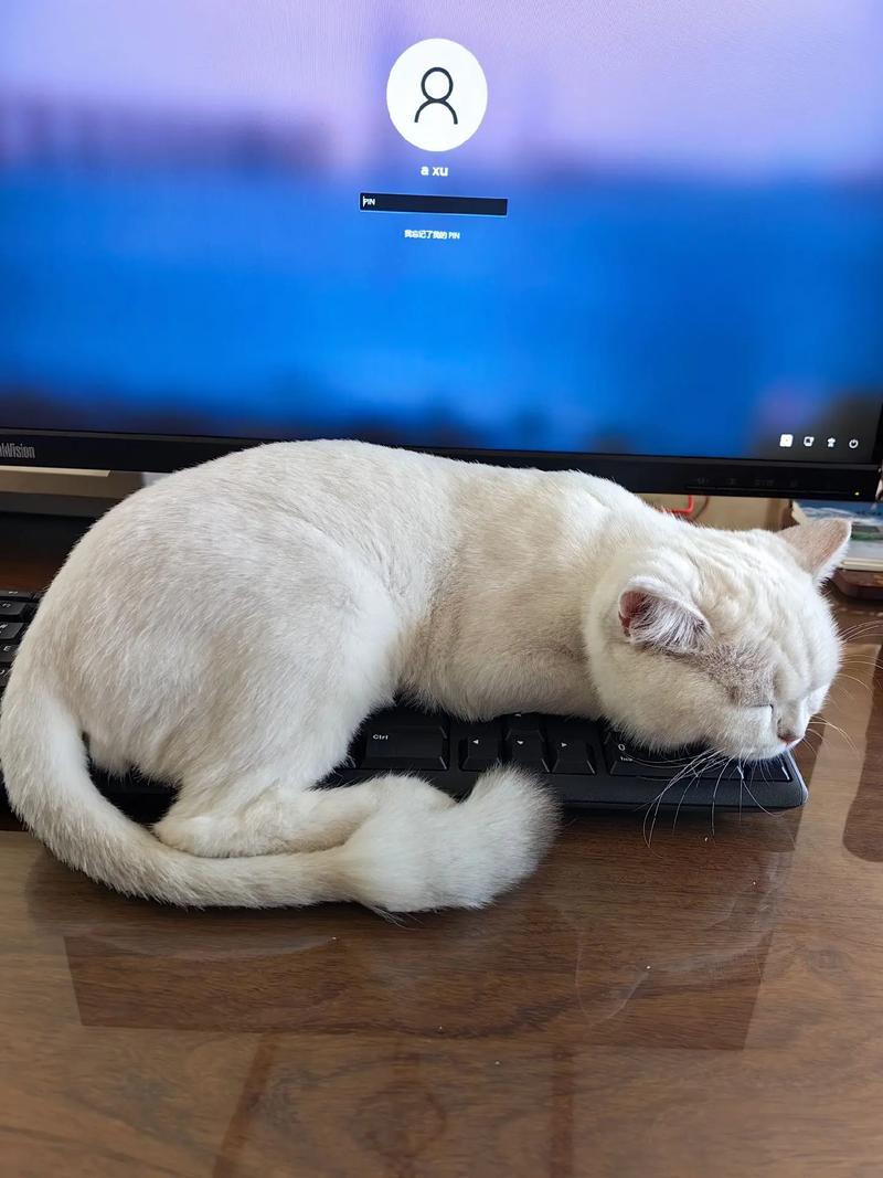 猫咪踩键盘阻止电脑工作