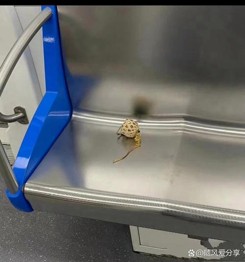 被漏掉的东西