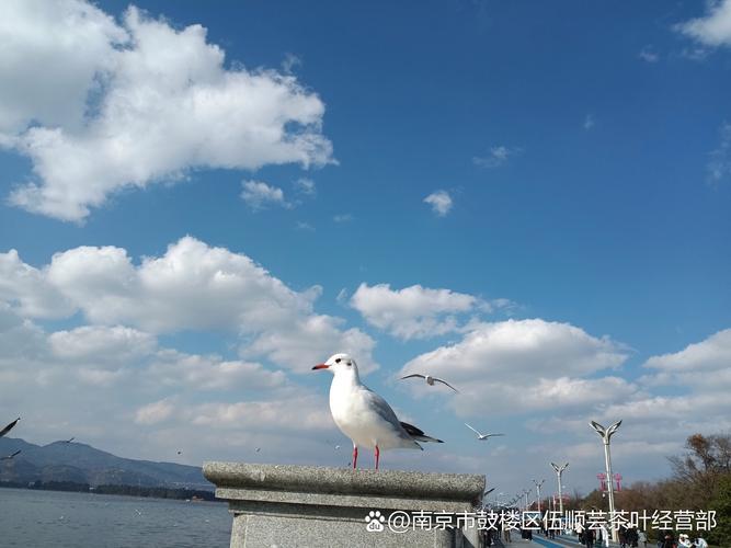 昆明翠湖红嘴鸥叼走游客手心的鸥粮