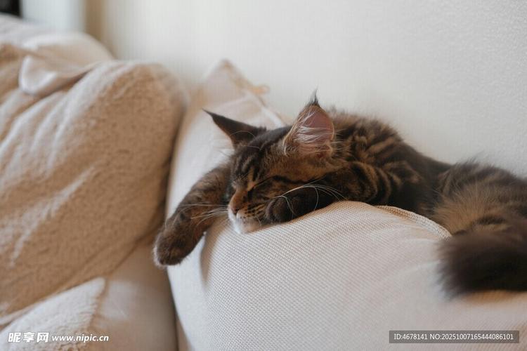 猫咪躲在客厅沙发底休息场景图