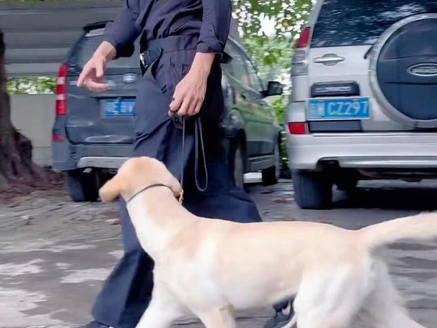 狗狗安静贴在主人左腿外侧随行的标准姿势示意图