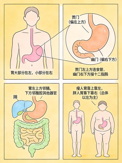 不同体位饭后胃部形态对比图