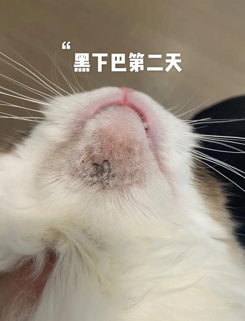 酒精擦拭猫黑下巴错误案例图