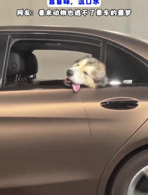 宠物晕车状态狗狗流口水实拍