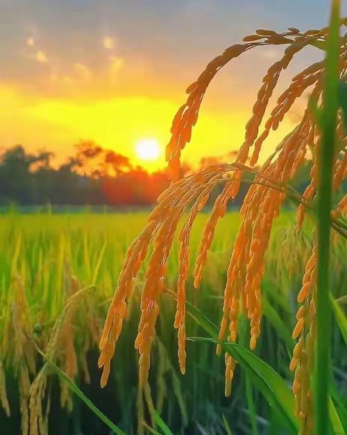 稻浪,是土地写给人间最纵容的情书-因为所以