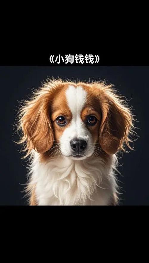 ✅ 奖励的魔力:狗狗其实是个小财迷