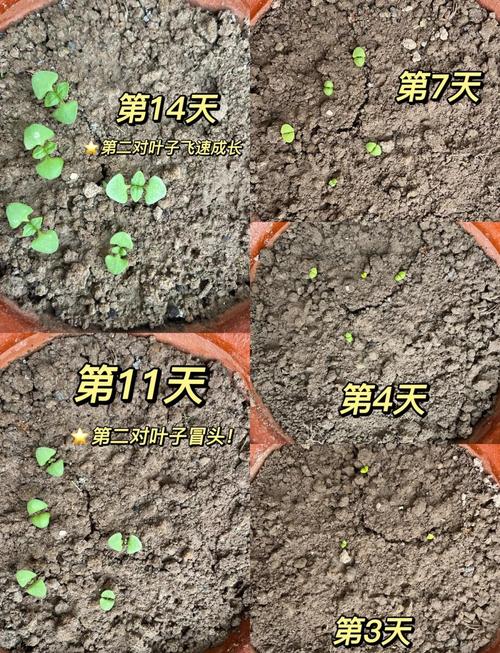 不同播种深度生菜种子萌发结果对比