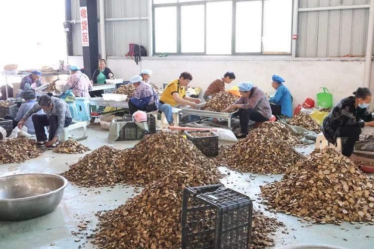 广东凉茶师傅手工分拣干药草场景