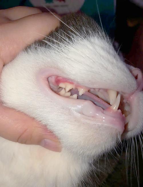 猫口炎早期牙龈颊黏膜发红实拍