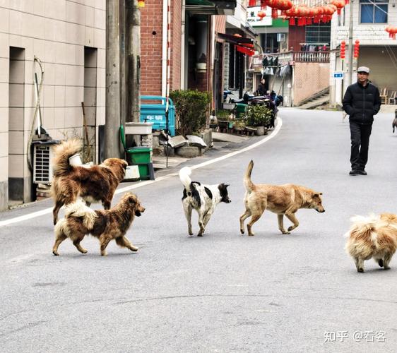 城市小区未牵绳宠物狗绊倒路人场景
