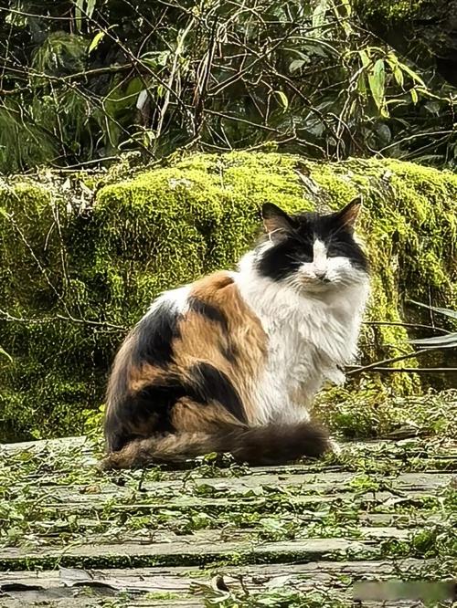 三花猫蹲在猫爬架上盯着人手里的白煮小河虾
