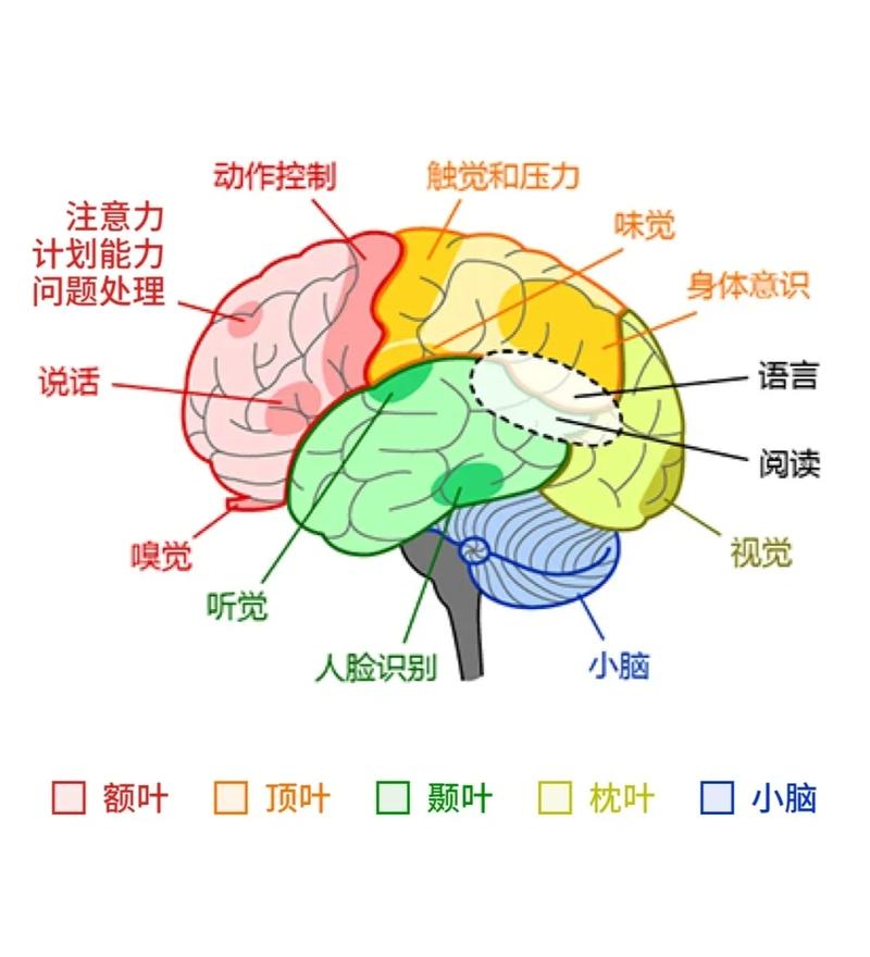 地铁通勤大脑认知消耗示意图