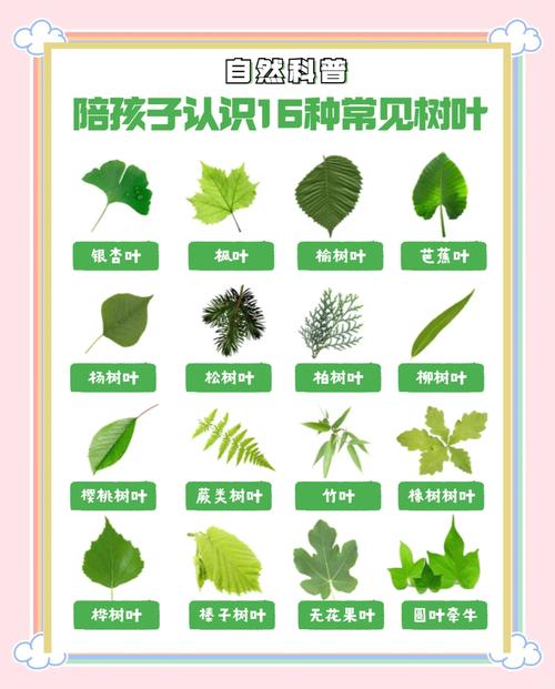 家长引导孩子观察树叶认知启蒙
