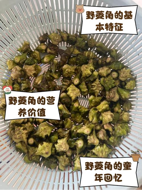 南漳白洋淀湿地小木船采摘野菱角