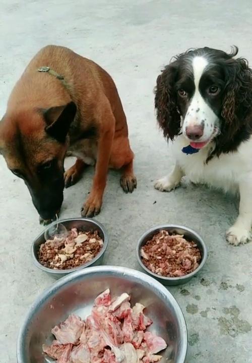 主人先吃自己餐食再喂狗狗训练场景