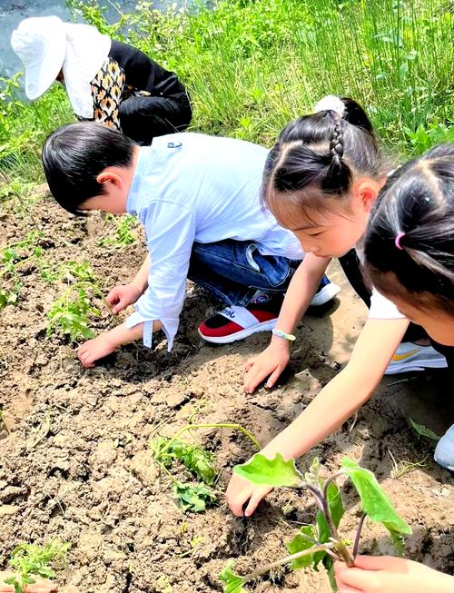 小学生在劳动周菜园种植蔬菜