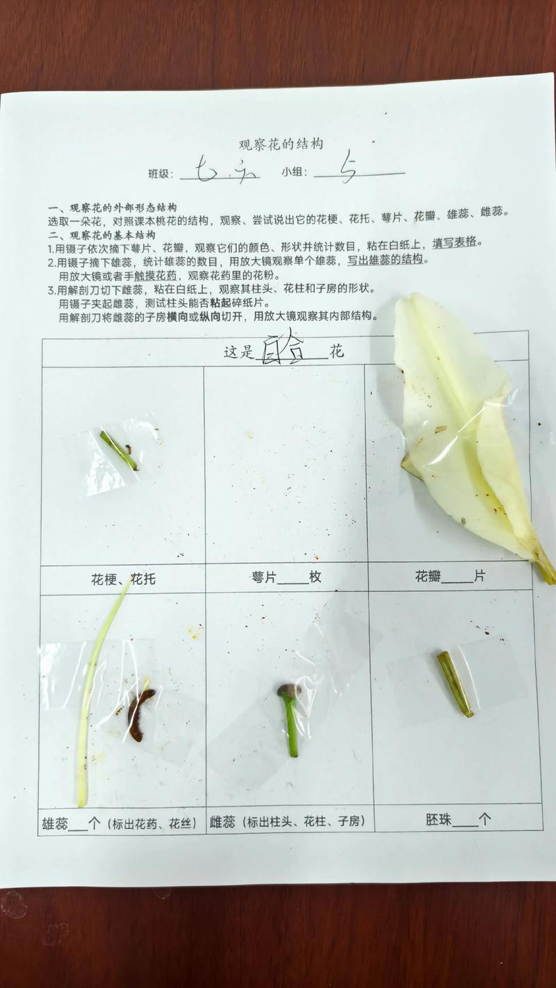 在家就能做的雌蕊观察小实验，符合新课改要求