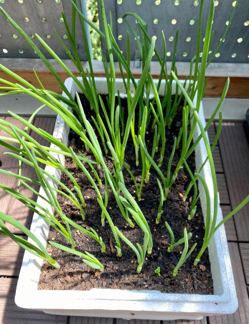 阳台栏杆悬挂式种植盆种葱蒜