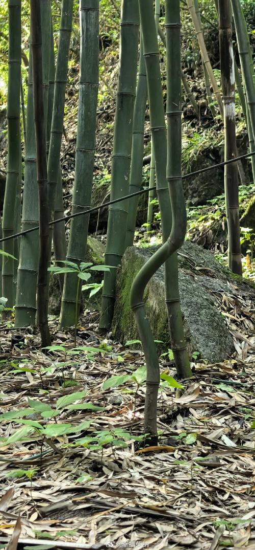张良庙拐拐竹