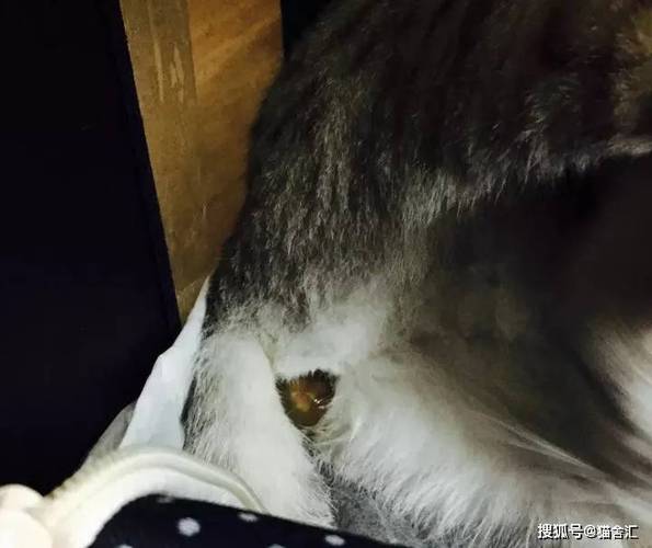 发情期母猫翘尾蹭家具行为实拍图