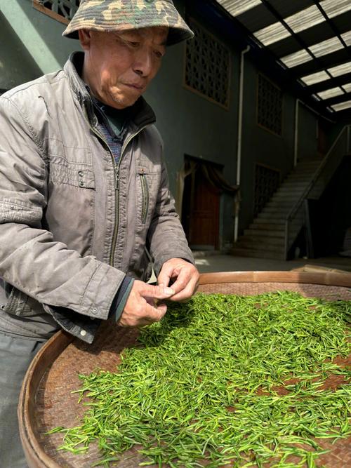 牯牛降山脚下桂姓茶农竹匾上摊晒的明前野茶
