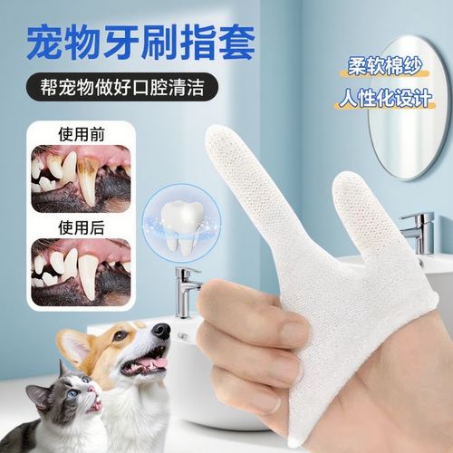 给家养猫咪用宠物指套洁牙的日常实拍