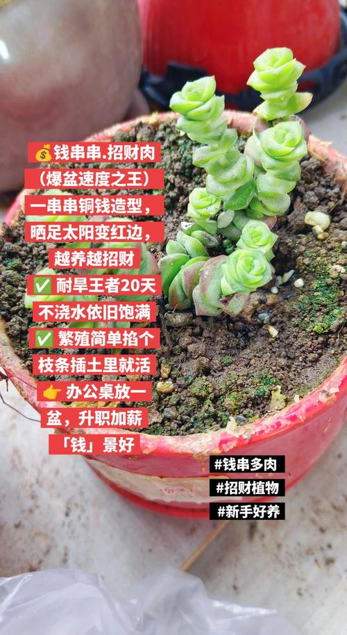 养护懒人经:想养死都难的方法,专治手残