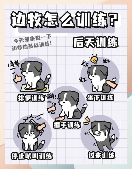 低压力护食训练法，我家边牧亲测有用