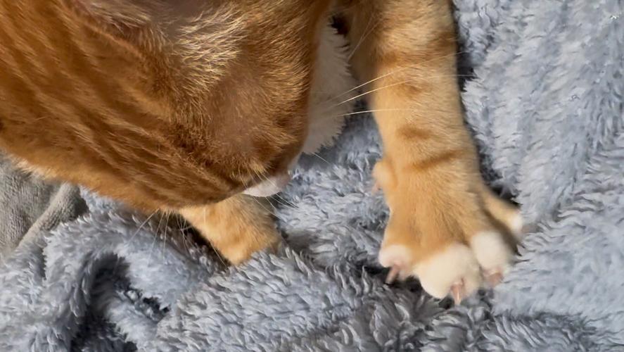 橘猫在柔软毛毯上踩奶闭眼特写