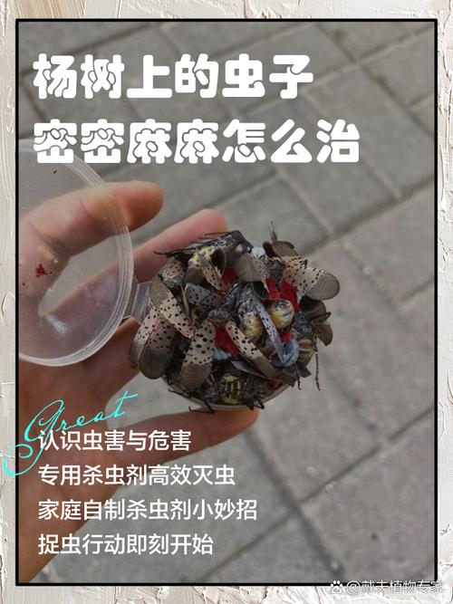 为啥治个虫子还这么严？