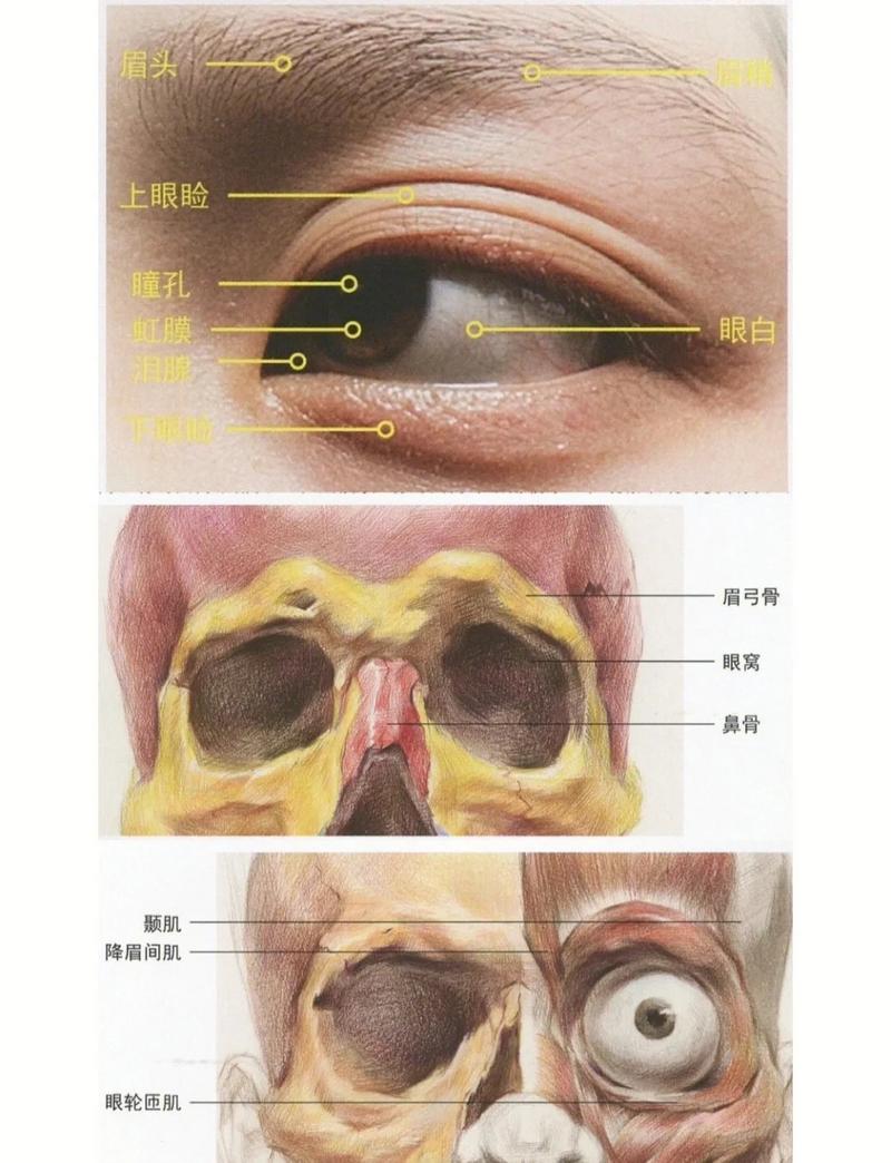 金鹰瞳孔特写反光眉弓构造