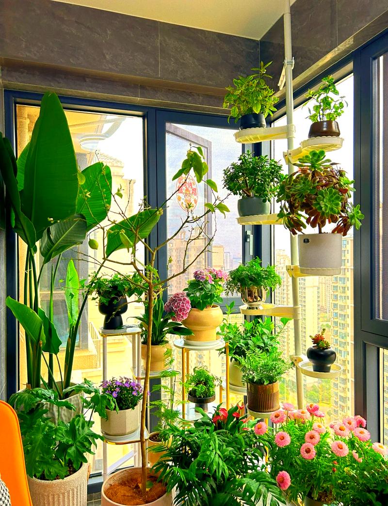 小户型阳台墙面悬挂花架实景图