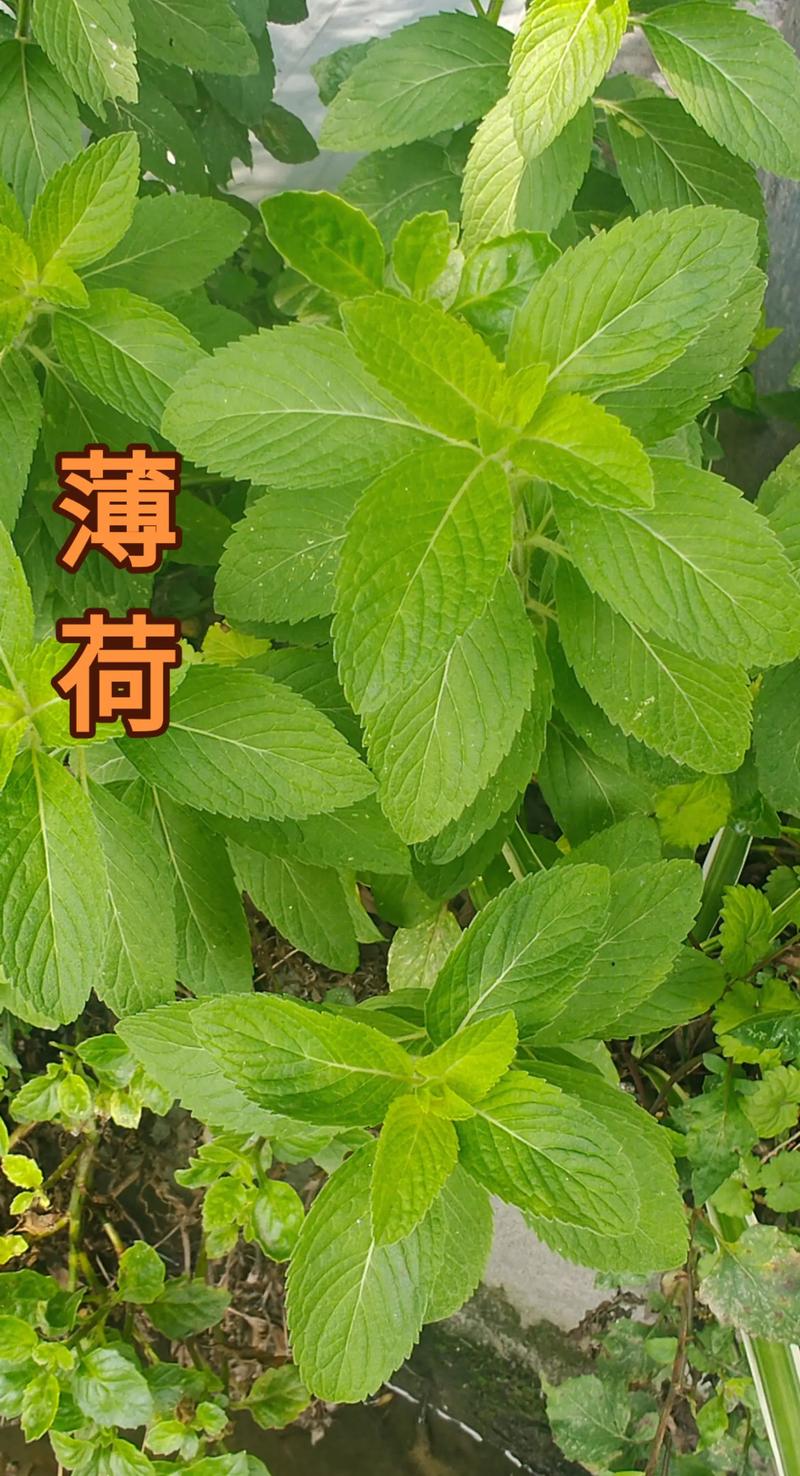 那些关于薄荷的古怪历史