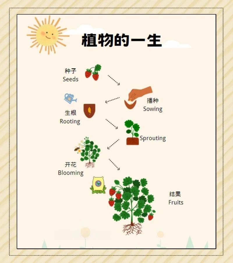 一年生草本植物完整生长周期示意图