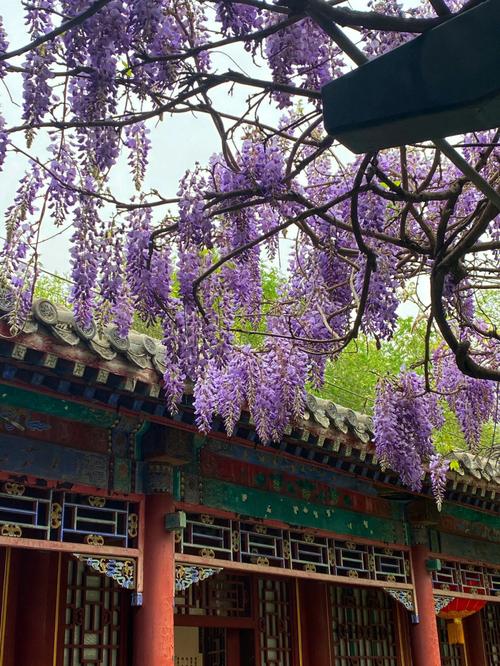 北京恭王府后花园藤萝架春景