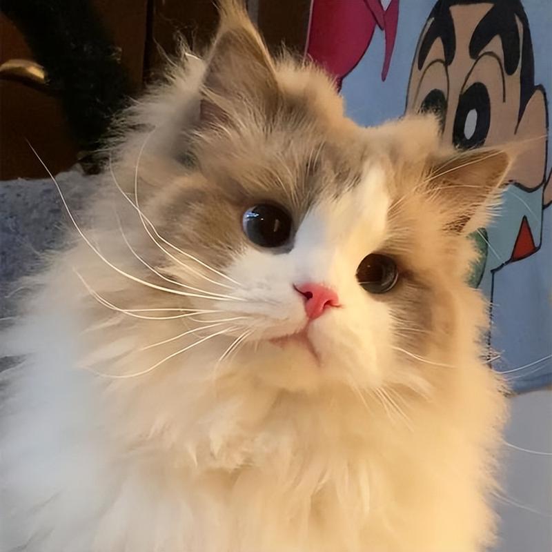布偶猫眼周红棕色泪痕近距离实拍