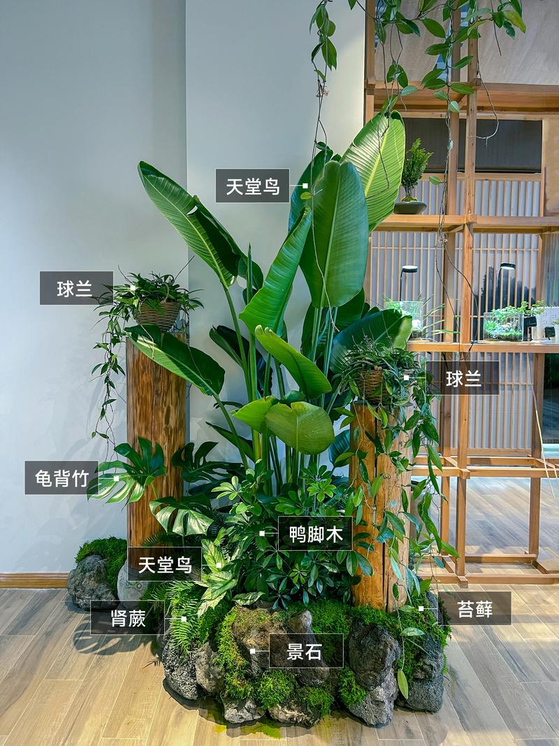 室内绿植作为装饰摆件搭配展示