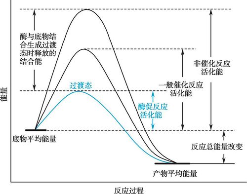 生物酶催化反应活化能对比示意图