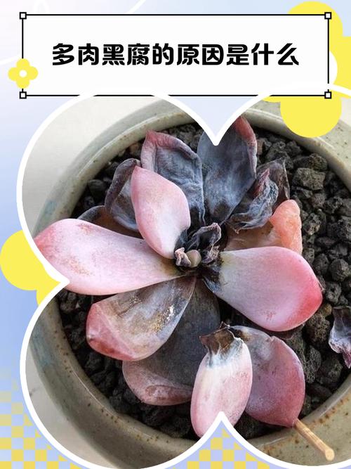 多肉植物夏季黑腐病急救修剪根系