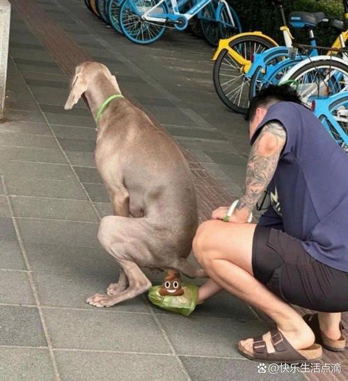 主人打扫狗狗室内乱排便现场