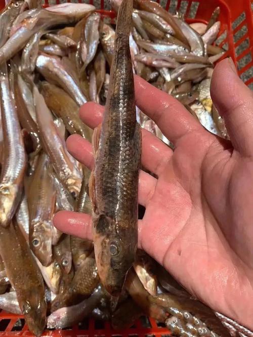 南漳荆山漳河野生清水鱼