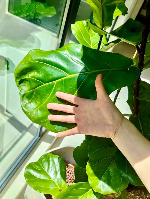阳台绿植叶片上喷橘子皮水驱虫实拍图
