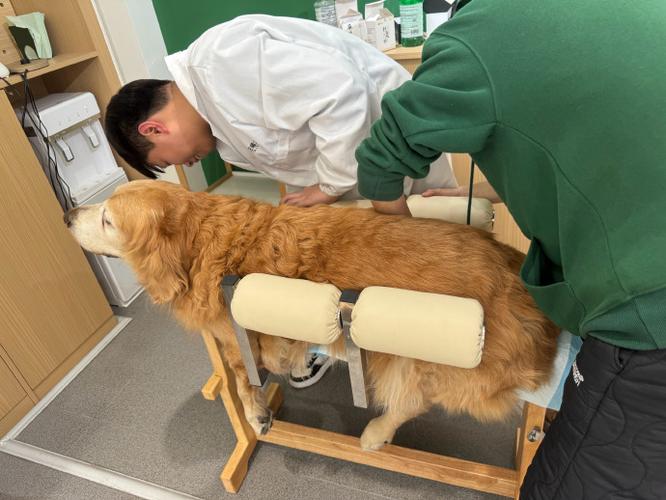 犬髋关节发育不良康复水疗训练场景
