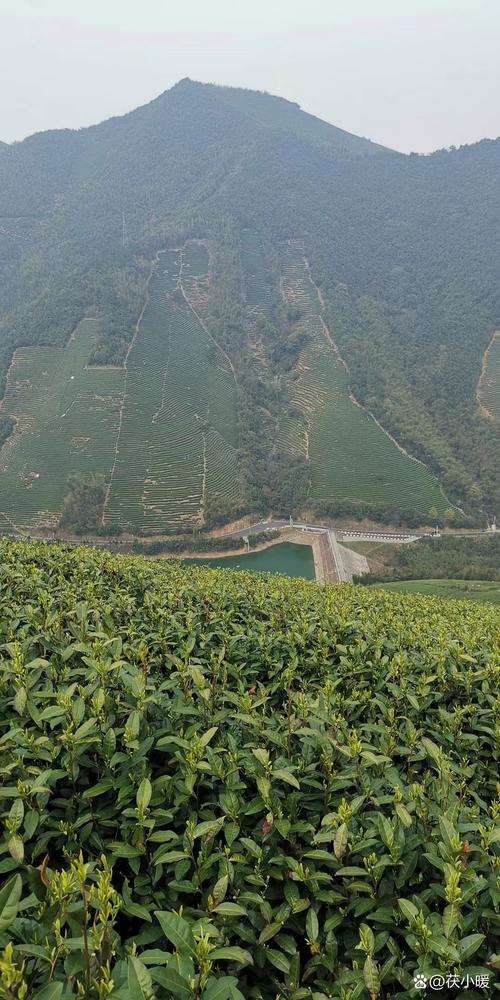 湖北南漳黄龙观茶园山涧景观