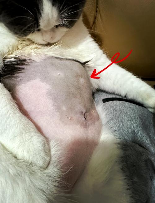 患尿闭公猫腹部鼓胀实拍图