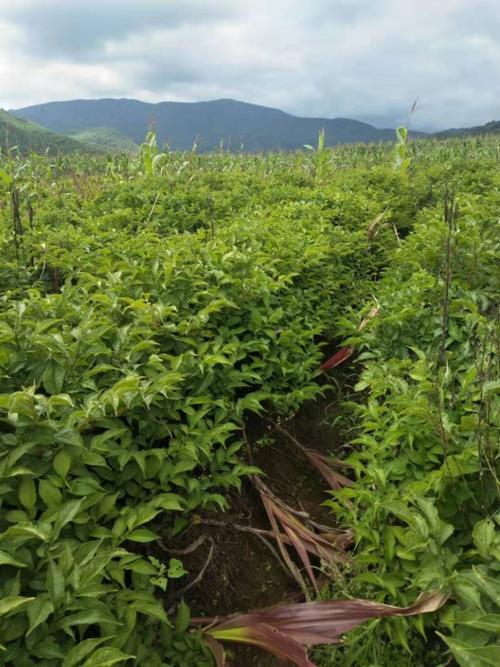 湖北南漳深山农家魔芋种植田