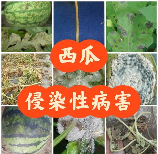 连作大棚基因编辑西瓜抗病对比图