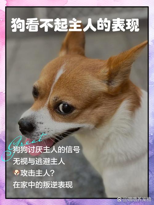 犬的“道德感”?别神化了,也别贬低