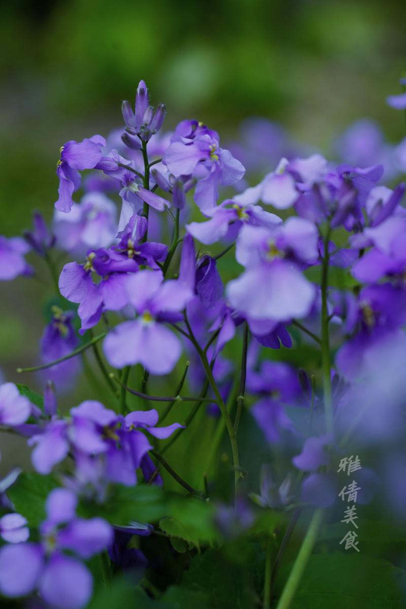 三、被低估的郊野实验:汉城湖公园的油菜花与二月兰